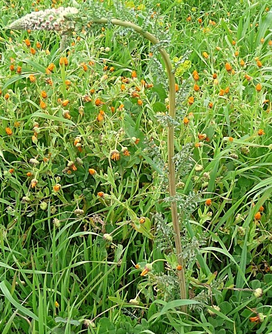 Reseda alba